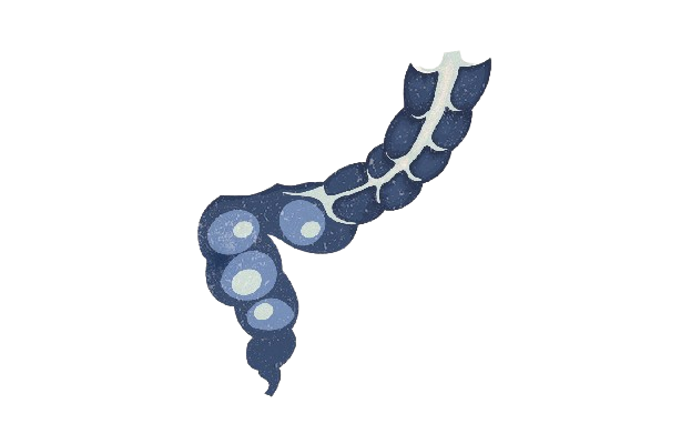 Ano Rectal/Colorectal